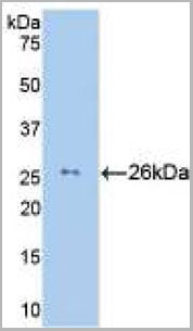 product-image-AAA21105_WB5.jpg