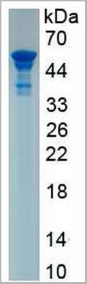 product-image-AAA21109_SDS_PAGE4.jpg