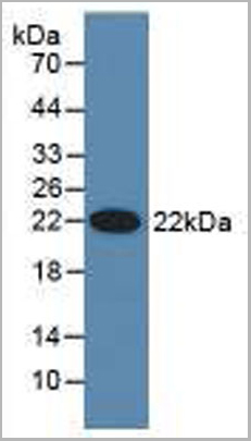 product-image-AAA21145_WB5.jpg