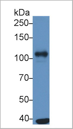 product-image-AAA21160_WB2.jpg