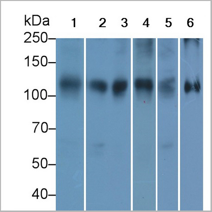 product-image-AAA21160_WB3.jpg