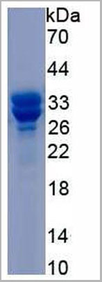 product-image-AAA21162_SDS_PAGE4.jpg