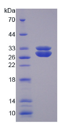 product-image-AAA21162_SDS_PAGE5.png