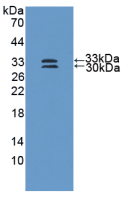 product-image-AAA21162_WB6.png