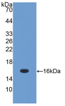 product-image-AAA21163_WB6.png