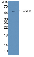product-image-AAA21164_WB2.png