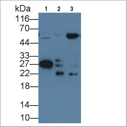 product-image-AAA21185_WB7.jpg