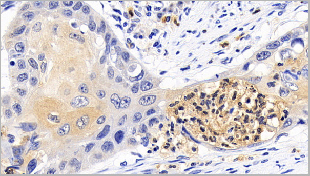 product-image-AAA21188_IHC5.jpg