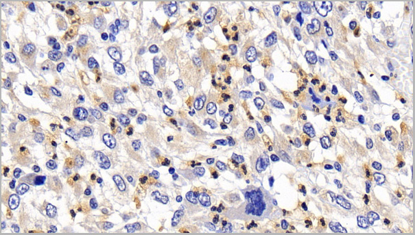 product-image-AAA21188_IHC7.jpg