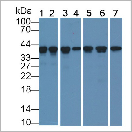 product-image-AAA21192_WB7.jpg