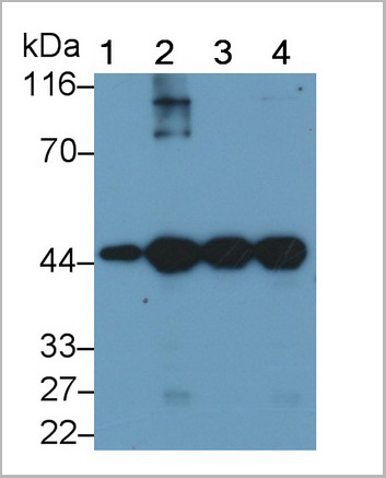 product-image-AAA21193_WB6.jpg