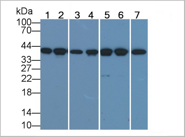 product-image-AAA21194_WB7.jpg