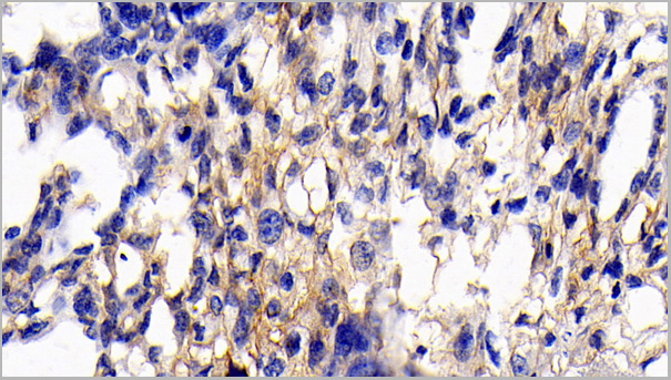product-image-AAA21197_IHC5.jpg