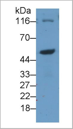 product-image-AAA21198_WB8.jpg