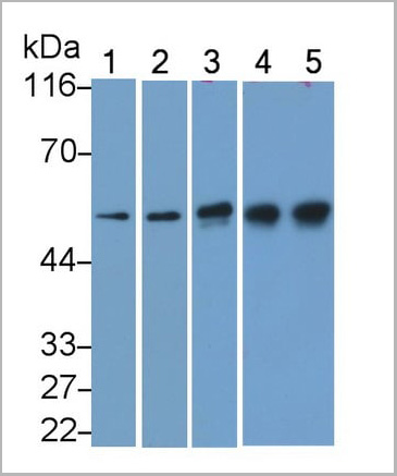 product-image-AAA21201_WB9.jpg