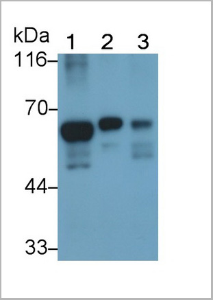 product-image-AAA21203_WB8.jpg