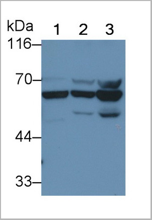 product-image-AAA21205_WB7.jpg
