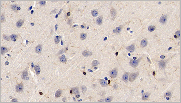 product-image-AAA21206_IHC3.jpg