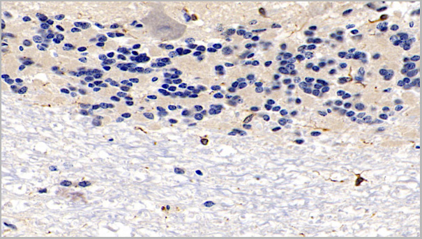 product-image-AAA21206_IHC5.jpg