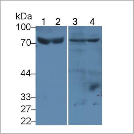 product-image-AAA21207_WB7.jpg