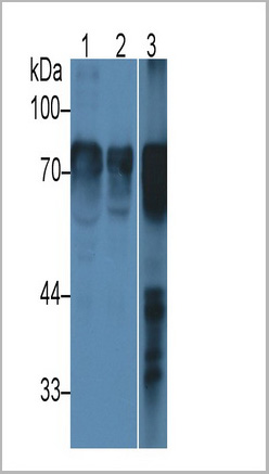 product-image-AAA21208_WB7.jpg