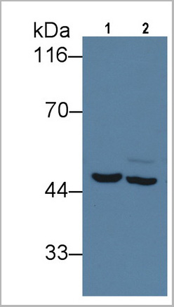 product-image-AAA21210_WB6.jpg