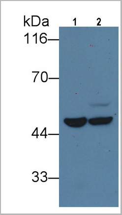 product-image-AAA21211_WB6.jpg