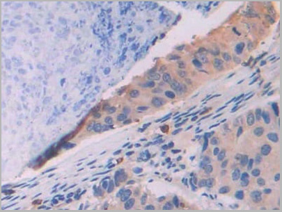 product-image-AAA21212_IHC4.jpg