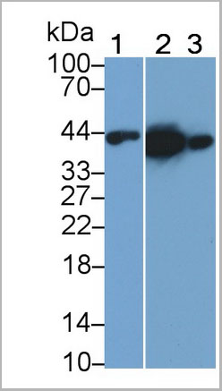 product-image-AAA21215_WB7.jpg