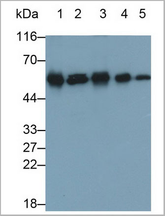 product-image-AAA21216_WB7.jpg