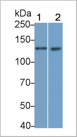 product-image-AAA21217_WB9.jpg