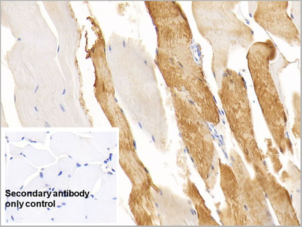 product-image-AAA21220_IHC3.jpg
