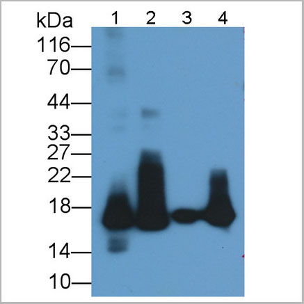 product-image-AAA21220_WB7.jpg