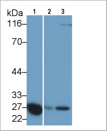 product-image-AAA21221_WB5.jpg