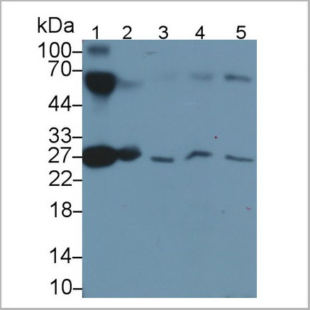 product-image-AAA21221_WB6.jpg