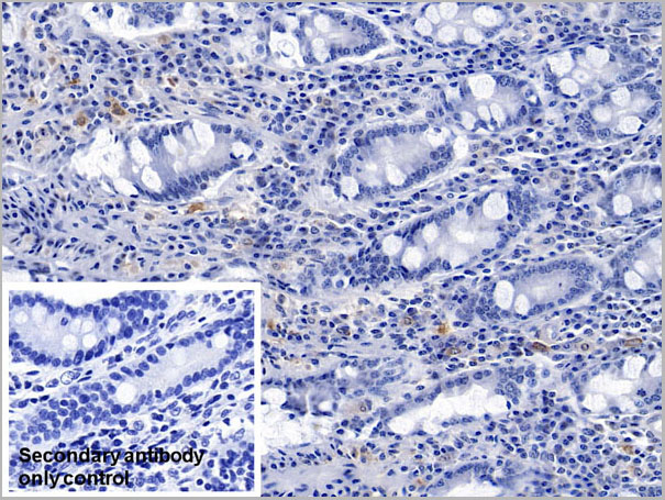 product-image-AAA21222_IHC3.jpg