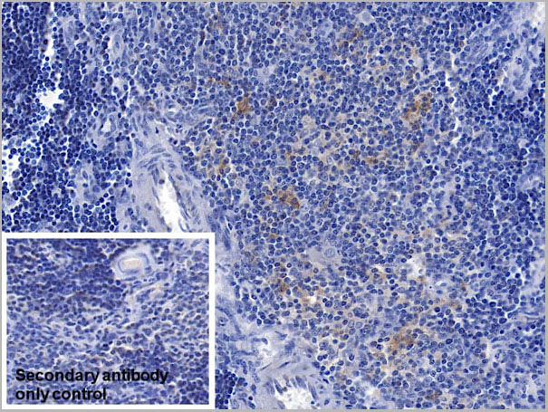 product-image-AAA21222_IHC4.jpg