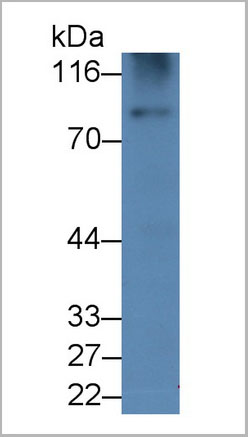 product-image-AAA21222_WB6.jpg