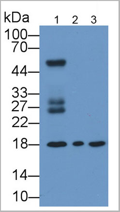 product-image-AAA21223_WB8.jpg