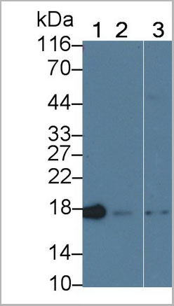 product-image-AAA21223_WB9.jpg