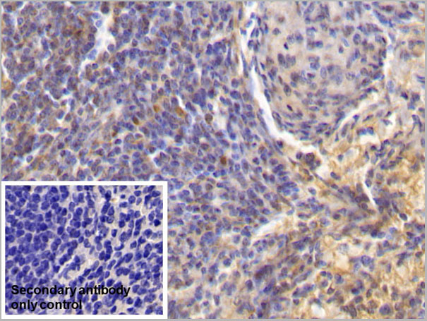 product-image-AAA21224_IHC6.jpg