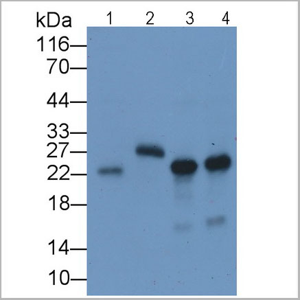 product-image-AAA21224_WB7.jpg