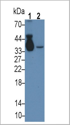 product-image-AAA21228_WB8.jpg