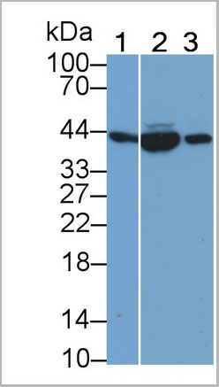 product-image-AAA21230_WB7.jpg