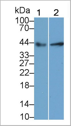 product-image-AAA21231_WB7.jpg