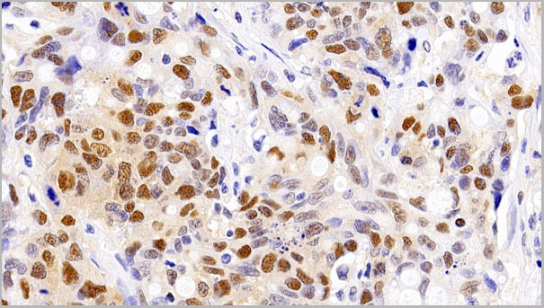 product-image-AAA21232_IHC5.jpg