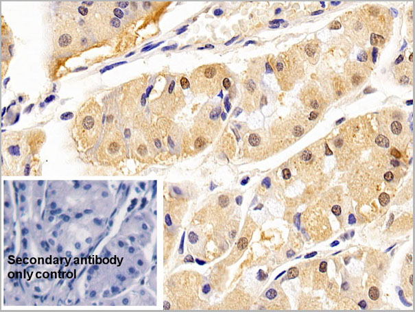 product-image-AAA21232_IHC9.jpg