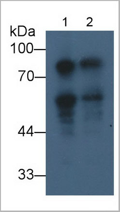 product-image-AAA21234_WB7.jpg
