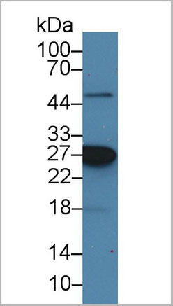 product-image-AAA21235_WB5.jpg