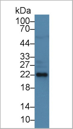 product-image-AAA21235_WB6.jpg